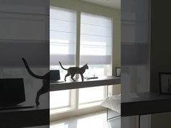 100% Polyester Blinds à rouleaux pour vitres en tissu romain